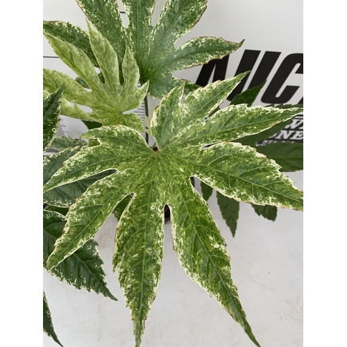 9 - TWO FATSIA JAPONICA 'SPIDERS WEB' IN 2 LTR POTS. APPROX 50-60CM IN HEIGHT TO BE SOLD FOR THE TWO