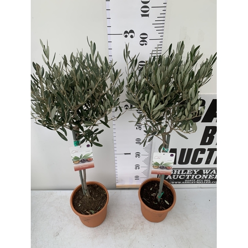 91 - TWO OLIVE OLEA EUROPAEA STANDARD TREES IN 3 LTR POTS. APPROX 90CM IN HEIGHT TOBE SOLD FOR THE TWO. N... 