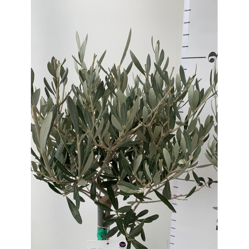 91 - TWO OLIVE OLEA EUROPAEA STANDARD TREES IN 3 LTR POTS. APPROX 90CM IN HEIGHT TOBE SOLD FOR THE TWO. N... 