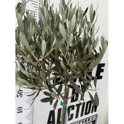 91 - TWO OLIVE OLEA EUROPAEA STANDARD TREES IN 3 LTR POTS. APPROX 90CM IN HEIGHT TOBE SOLD FOR THE TWO. N... 