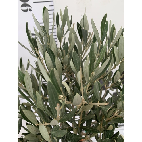 91 - TWO OLIVE OLEA EUROPAEA STANDARD TREES IN 3 LTR POTS. APPROX 90CM IN HEIGHT TOBE SOLD FOR THE TWO. N... 