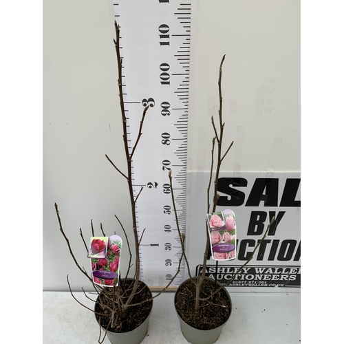 96 - TWO LARGE MAGNOLIA VARIETIES IN BUD- DARK PINK 'GENIE' AND LIGHT PINK 'PINK ICE'. IN 5 LTR POTS AND ... 