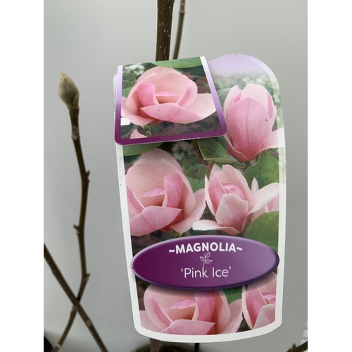 96 - TWO LARGE MAGNOLIA VARIETIES IN BUD- DARK PINK 'GENIE' AND LIGHT PINK 'PINK ICE'. IN 5 LTR POTS AND ... 