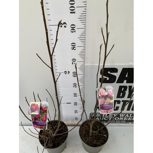 96 - TWO LARGE MAGNOLIA VARIETIES IN BUD- DARK PINK 'GENIE' AND LIGHT PINK 'PINK ICE'. IN 5 LTR POTS AND ... 