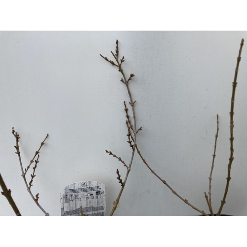 143 - TWO LARGE FORSYTHIA 'MINIGOLD' IN BUD. HAVE STUNNING YELLOW FLOWERS IN SPRING. APPROX 60CM IN HEIGHT... 