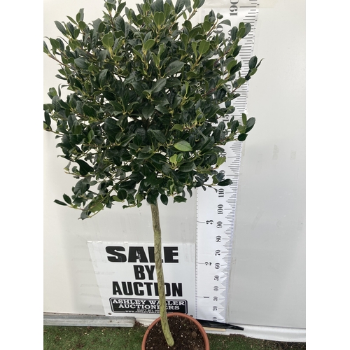 149 - A VERY LARGE STANDARD HOLLY ILEX AQUIFOLIUM TREE 'JC VAN TOL' EVERGREEN - SELF FERTILE WITH LUSTROUS... 