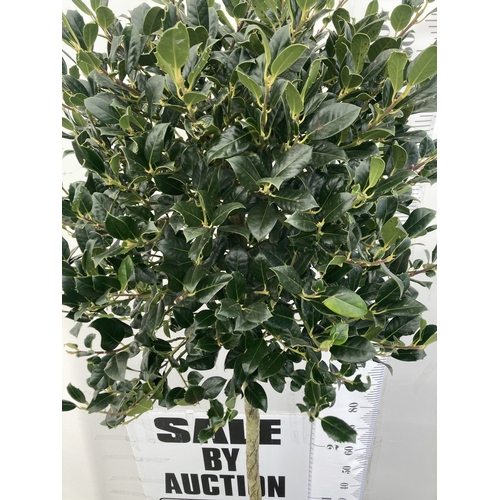 149 - A VERY LARGE STANDARD HOLLY ILEX AQUIFOLIUM TREE 'JC VAN TOL' EVERGREEN - SELF FERTILE WITH LUSTROUS... 