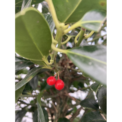 149 - A VERY LARGE STANDARD HOLLY ILEX AQUIFOLIUM TREE 'JC VAN TOL' EVERGREEN - SELF FERTILE WITH LUSTROUS... 