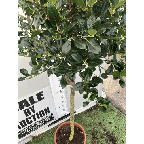 149 - A VERY LARGE STANDARD HOLLY ILEX AQUIFOLIUM TREE 'JC VAN TOL' EVERGREEN - SELF FERTILE WITH LUSTROUS... 