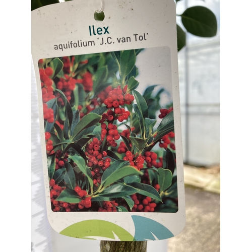 149 - A VERY LARGE STANDARD HOLLY ILEX AQUIFOLIUM TREE 'JC VAN TOL' EVERGREEN - SELF FERTILE WITH LUSTROUS... 