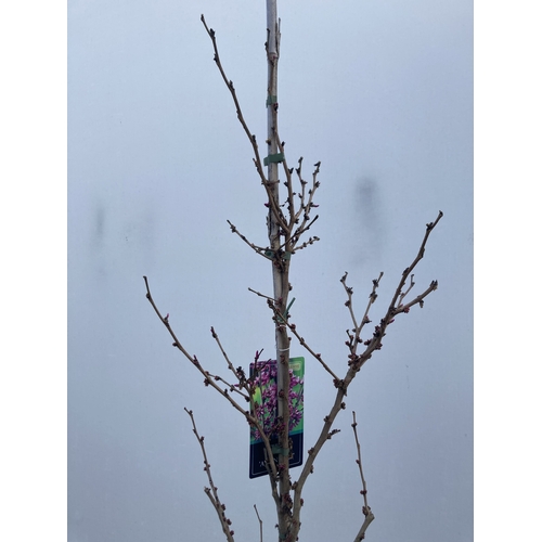 7 - ONE CERCIS CHINENSIS - CHINESE REDBUD 'AVONDALE'. A LARGE DECIDUOUS TREE IN BUD WITH EARLY HEART SHA... 