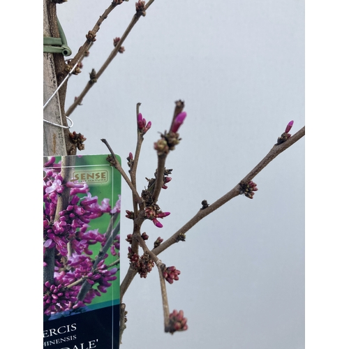 7 - ONE CERCIS CHINENSIS - CHINESE REDBUD 'AVONDALE'. A LARGE DECIDUOUS TREE IN BUD WITH EARLY HEART SHA... 