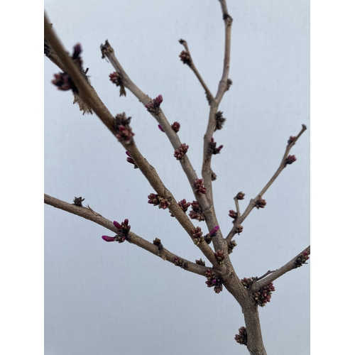 7 - ONE CERCIS CHINENSIS - CHINESE REDBUD 'AVONDALE'. A LARGE DECIDUOUS TREE IN BUD WITH EARLY HEART SHA... 