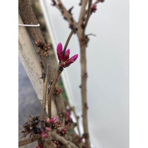 7 - ONE CERCIS CHINENSIS - CHINESE REDBUD 'AVONDALE'. A LARGE DECIDUOUS TREE IN BUD WITH EARLY HEART SHA... 