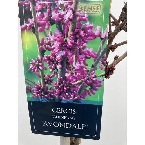 7 - ONE CERCIS CHINENSIS - CHINESE REDBUD 'AVONDALE'. A LARGE DECIDUOUS TREE IN BUD WITH EARLY HEART SHA... 