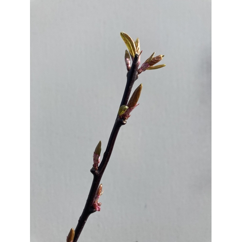 8 - ONE FLOWERING PLUM TREE -PRUNUS CERASIFERA NIGRA IN BUD HAS SMALL PINK FLOWERS IN SPRING. APPROX 230... 