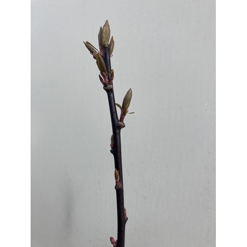 8 - ONE FLOWERING PLUM TREE -PRUNUS CERASIFERA NIGRA IN BUD HAS SMALL PINK FLOWERS IN SPRING. APPROX 230... 