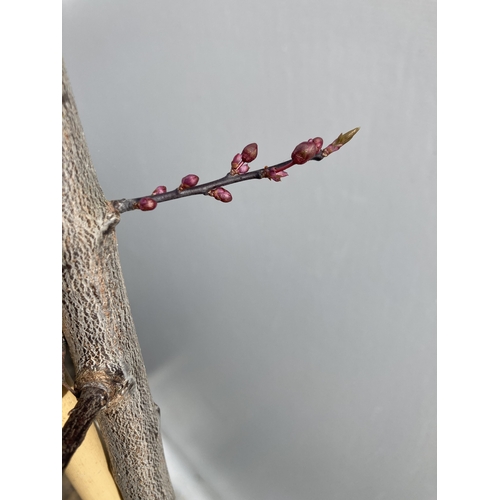 8 - ONE FLOWERING PLUM TREE -PRUNUS CERASIFERA NIGRA IN BUD HAS SMALL PINK FLOWERS IN SPRING. APPROX 230... 