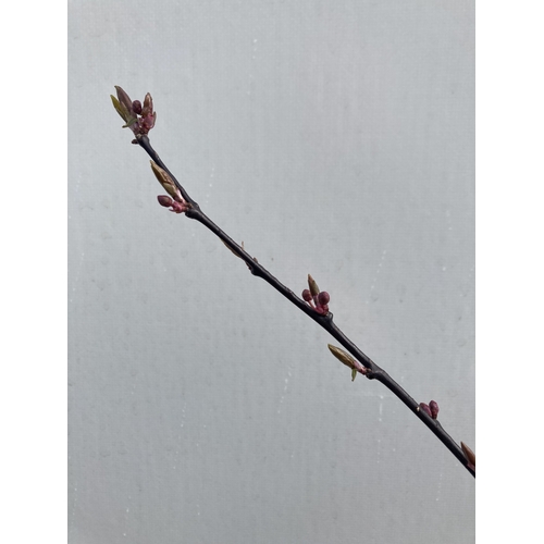 8 - ONE FLOWERING PLUM TREE -PRUNUS CERASIFERA NIGRA IN BUD HAS SMALL PINK FLOWERS IN SPRING. APPROX 230... 