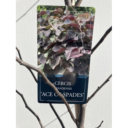 84 - ONE CERCIS CANADENSIS - EASTERN REDBUD 'ACE OF SPADES'. A LARGE DECIDUOUS MULTI STEMMED TREE WITH EA... 