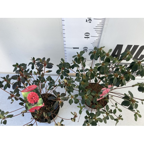 88 - TWO AZALEA JAPONICA SHRUBS IN RED 'MADAME GALLE' AND PINK 'GILBERT MULLIE' IN 2 LTR POTS. APPROX 40C... 