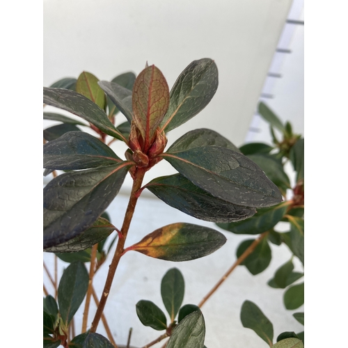 88 - TWO AZALEA JAPONICA SHRUBS IN RED 'MADAME GALLE' AND PINK 'GILBERT MULLIE' IN 2 LTR POTS. APPROX 40C... 