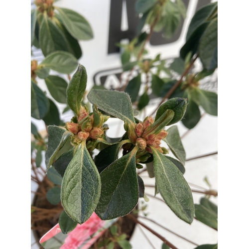 88 - TWO AZALEA JAPONICA SHRUBS IN RED 'MADAME GALLE' AND PINK 'GILBERT MULLIE' IN 2 LTR POTS. APPROX 40C... 