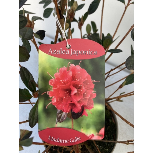 88 - TWO AZALEA JAPONICA SHRUBS IN RED 'MADAME GALLE' AND PINK 'GILBERT MULLIE' IN 2 LTR POTS. APPROX 40C... 