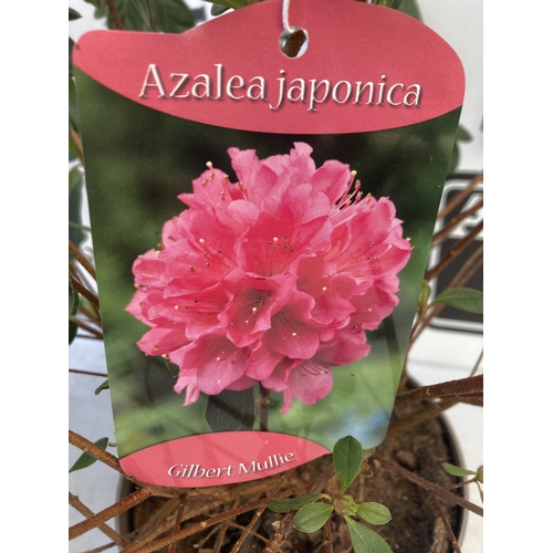 88 - TWO AZALEA JAPONICA SHRUBS IN RED 'MADAME GALLE' AND PINK 'GILBERT MULLIE' IN 2 LTR POTS. APPROX 40C... 