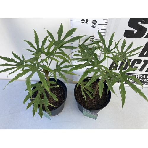 90 - TWO FATSIA POLYCARPA 'GREEN FINGERS' IN 7 LTR POTS. APPROX 60-70CM IN HEIGHT, TO BE SOLD FOR THE TWO