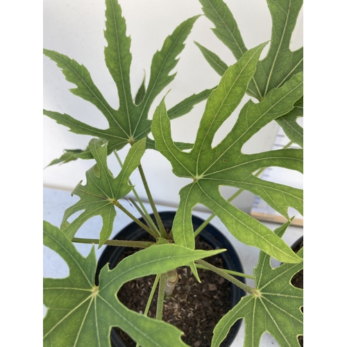 90 - TWO FATSIA POLYCARPA 'GREEN FINGERS' IN 7 LTR POTS. APPROX 60-70CM IN HEIGHT, TO BE SOLD FOR THE TWO