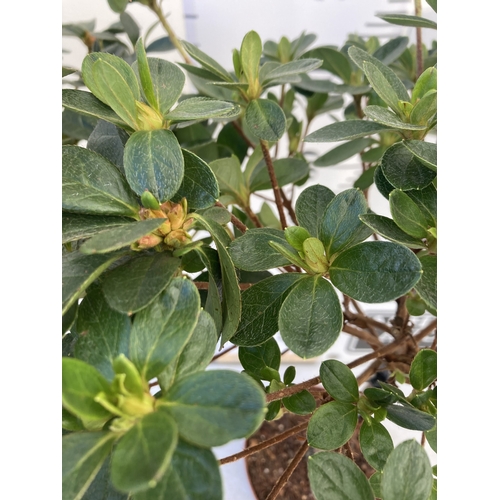 93 - TWO AZALEA JAPONICA STANDARD TREE PINK 'VIOLETTA' AND ONE WHITE 'HENDRIK WHITE'. APPROX 90CM IN HEIG... 