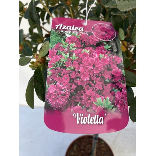 93 - TWO AZALEA JAPONICA STANDARD TREE PINK 'VIOLETTA' AND ONE WHITE 'HENDRIK WHITE'. APPROX 90CM IN HEIG... 