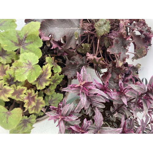 94 - MIXED LOT OF THREE PLANTS -TWO HEUCHERA 'ART NOUVEAU', 'BLACK BEAUTY', AND ONE PINK HEBE 'MAGIC SUMM... 