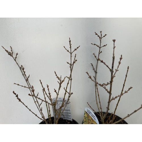 95 - TWO LARGE FORSYTHIA 'MINIGOLD' IN BUD. HAVE STUNNING YELLOW FLOWERS IN SPRING. APPROX 50-60CM IN HEI... 