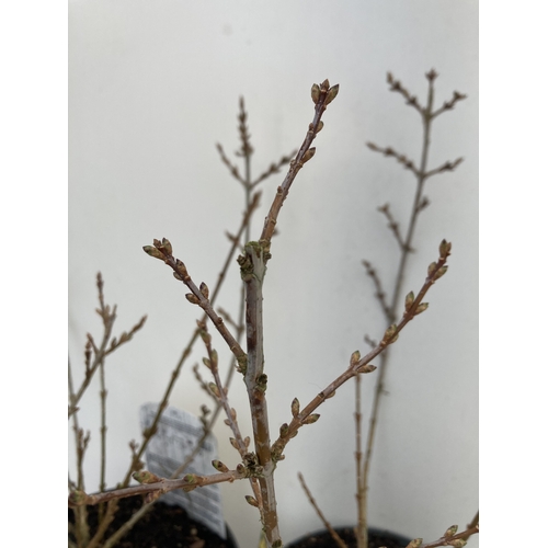 95 - TWO LARGE FORSYTHIA 'MINIGOLD' IN BUD. HAVE STUNNING YELLOW FLOWERS IN SPRING. APPROX 50-60CM IN HEI... 