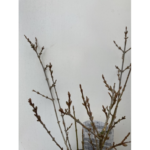 95 - TWO LARGE FORSYTHIA 'MINIGOLD' IN BUD. HAVE STUNNING YELLOW FLOWERS IN SPRING. APPROX 50-60CM IN HEI... 