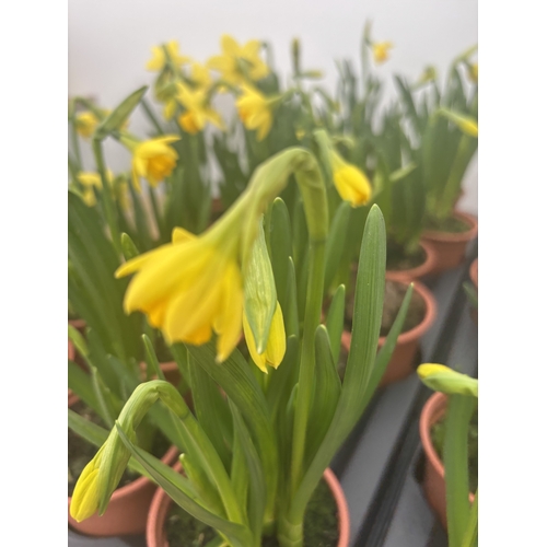 145 - FIFTEEN POTS OF TETE A TETE MINIATURE DAFFODILS IN FLOWER TO BE SOLD FOR THE FIFTEEN