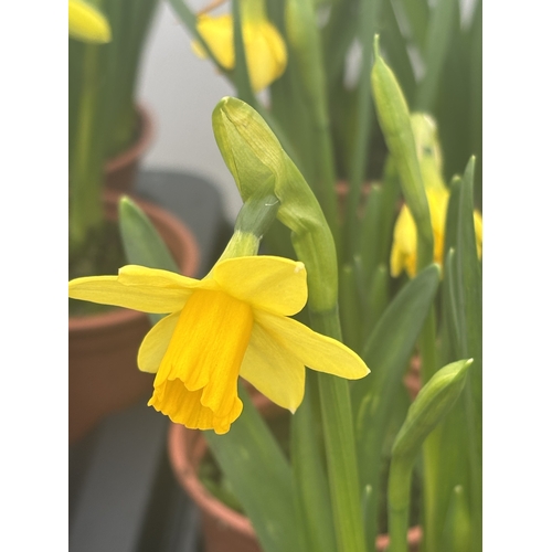 145 - FIFTEEN POTS OF TETE A TETE MINIATURE DAFFODILS IN FLOWER TO BE SOLD FOR THE FIFTEEN