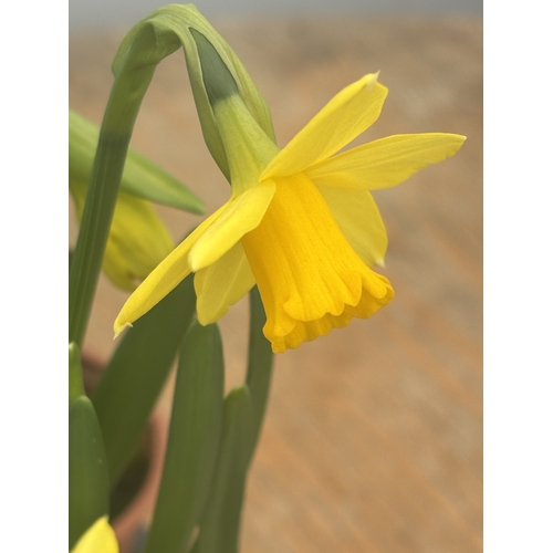 146 - FIFTEEN POTS OF TETE A TETE MINIATURE DAFFODILS IN FLOWER TO BE SOLD FOR THE FIFTEEN