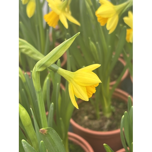 147 - FIFTEEN POTS OF TETE A TETE MINIATURE DAFFODILS IN FLOWER TO BE SOLD FOR THE FIFTEEN