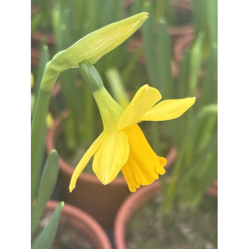 147 - FIFTEEN POTS OF TETE A TETE MINIATURE DAFFODILS IN FLOWER TO BE SOLD FOR THE FIFTEEN