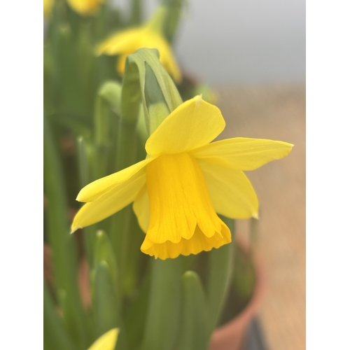 148 - FIFTEEN POTS OF TETE A TETE MINIATURE DAFFODILS IN FLOWER TO BE SOLD FOR THE FIFTEEN