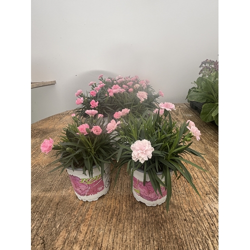 150 - TWELVE POTTED PINK DIANTHUS WITH DECORATIVE POTS TO BE SOLD FOR THE TWELVE