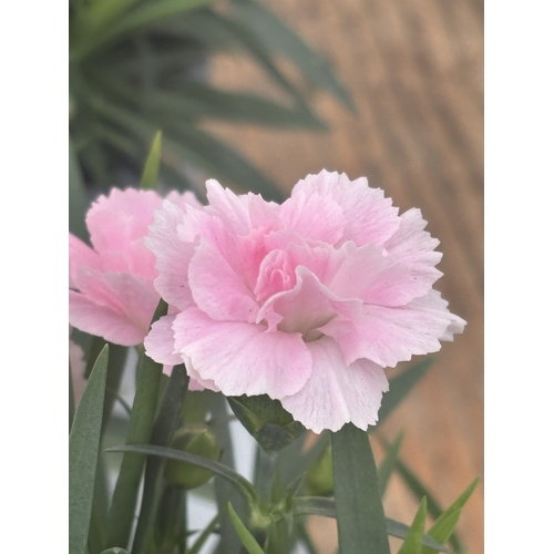 150 - TWELVE POTTED PINK DIANTHUS WITH DECORATIVE POTS TO BE SOLD FOR THE TWELVE