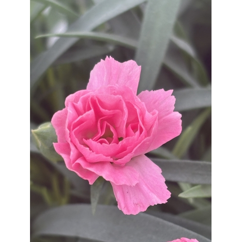 150 - TWELVE POTTED PINK DIANTHUS WITH DECORATIVE POTS TO BE SOLD FOR THE TWELVE