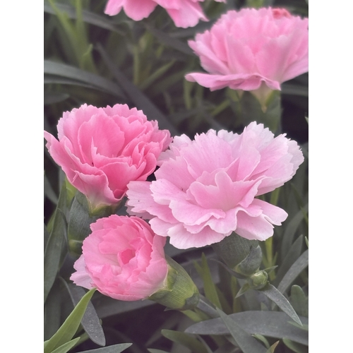 150 - TWELVE POTTED PINK DIANTHUS WITH DECORATIVE POTS TO BE SOLD FOR THE TWELVE