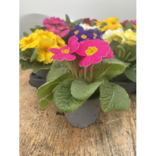 184 - FIFTEEN POTTED PRIMULA, MIXED COLOURS TO BE SOLD FOR THE FIFTEEN