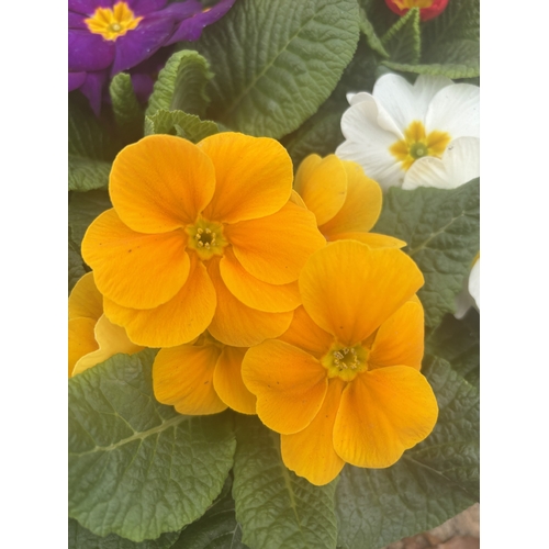 184 - FIFTEEN POTTED PRIMULA, MIXED COLOURS TO BE SOLD FOR THE FIFTEEN