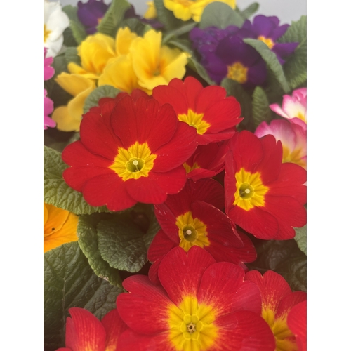 184 - FIFTEEN POTTED PRIMULA, MIXED COLOURS TO BE SOLD FOR THE FIFTEEN